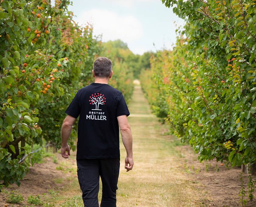 Alexander Müller läuft durch seine Obstplantage in Querfurt