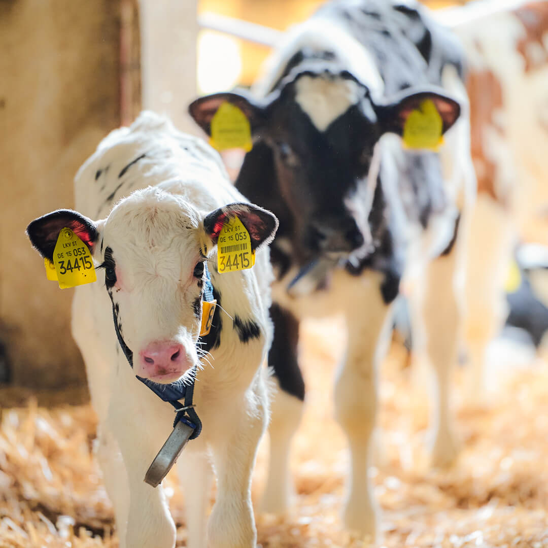 Agrargenossenschaft Gleina Jungtiere Foto von shyart.de