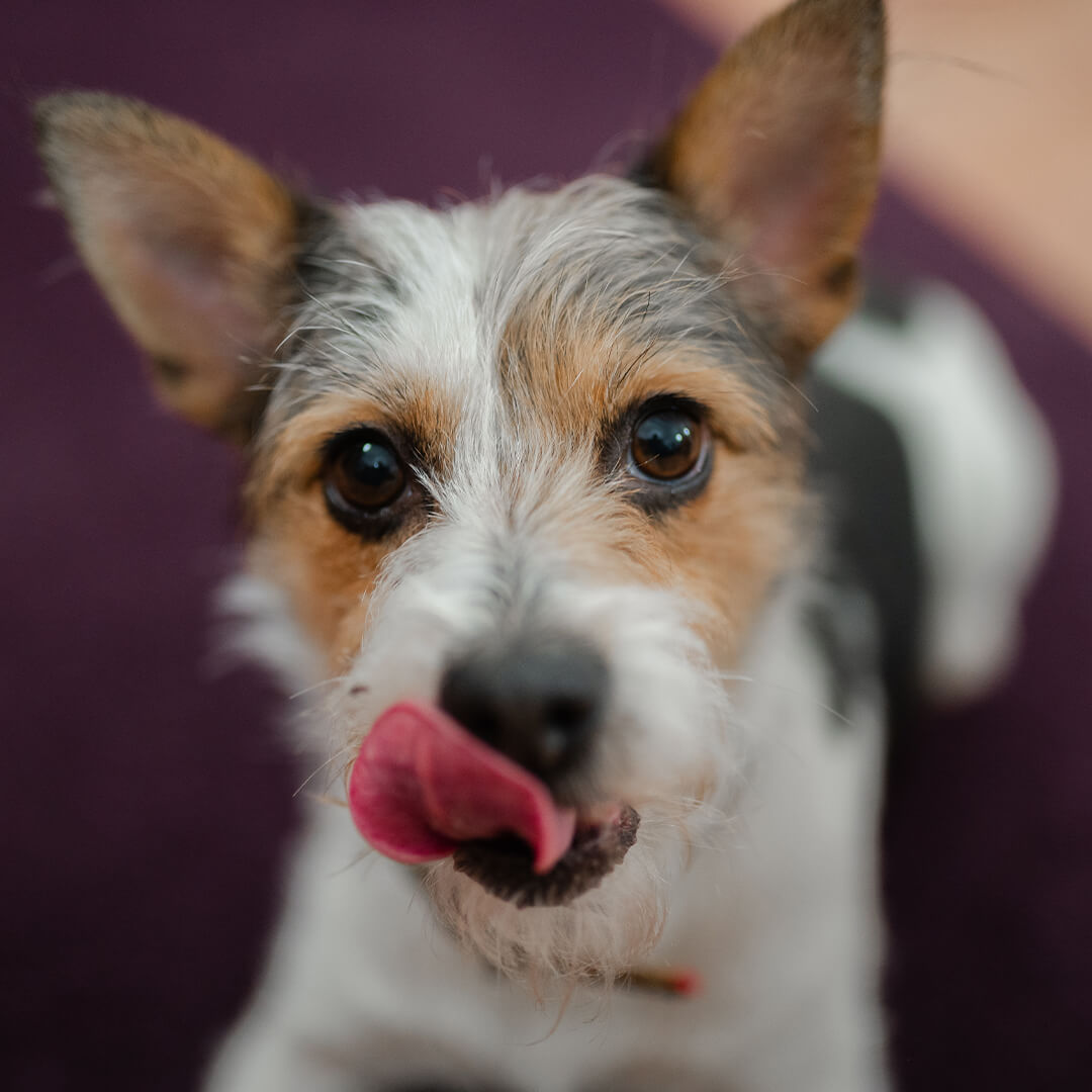 Therapiehund der BUK Burgenlandkreis